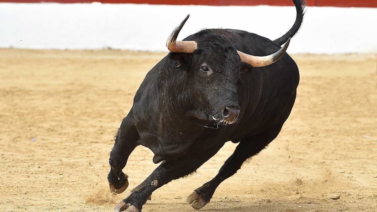 Toro, corrida