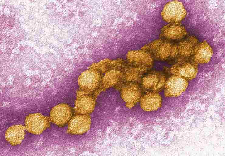 Virus della Febbre del Nilo