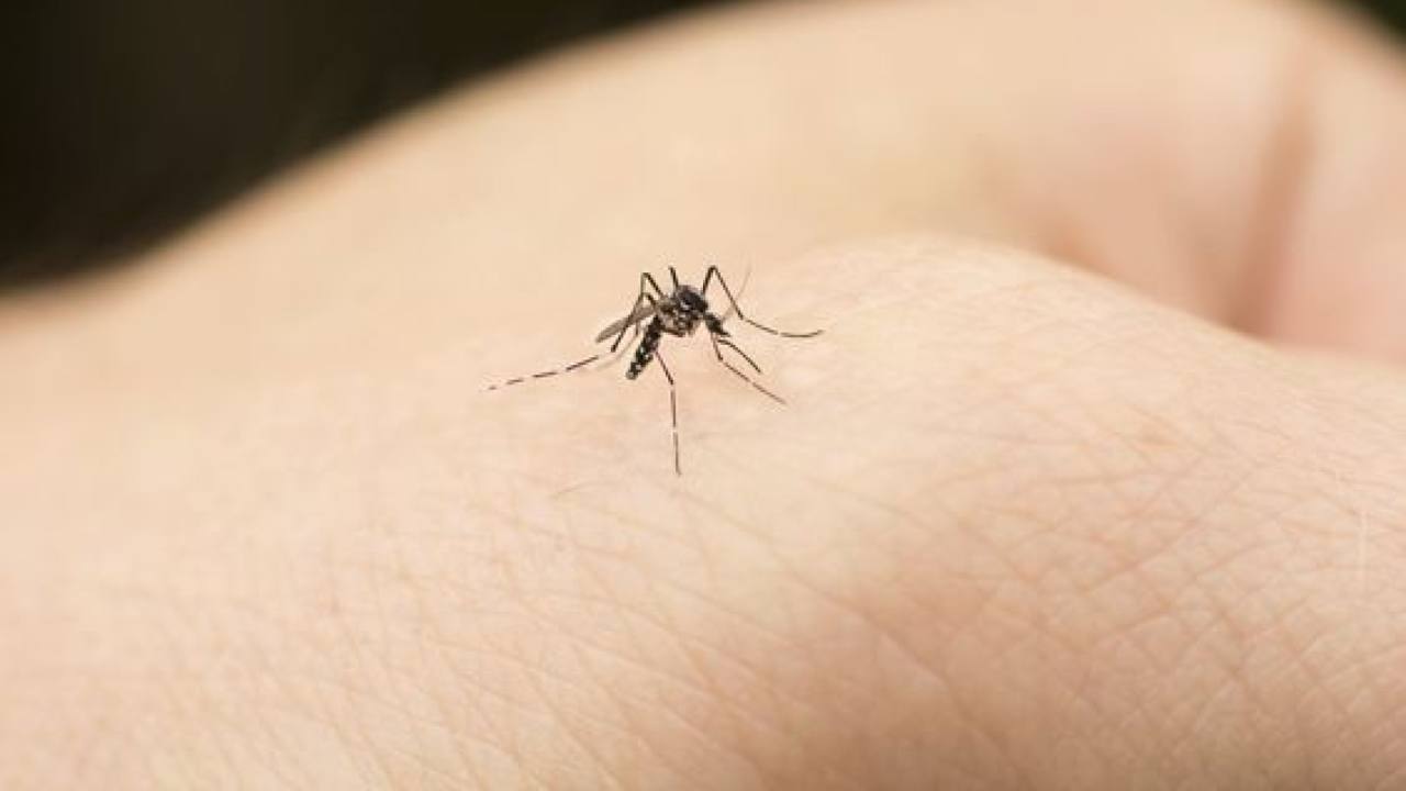 Eliminare zanzare