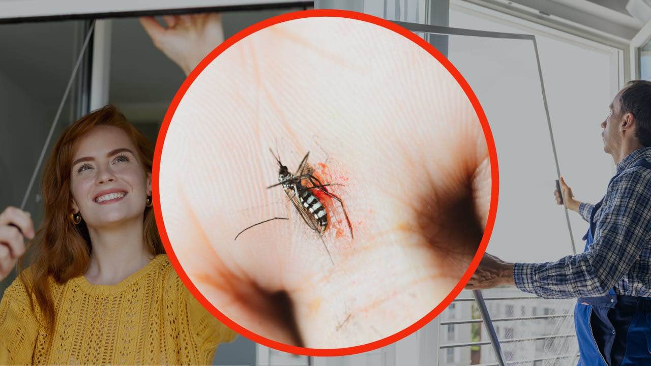 Mosquito nets at no cost, in 5 minutes to take away from home and garden: Here’s how