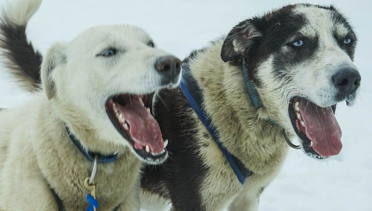 Cani abbaiano a notte fonda 