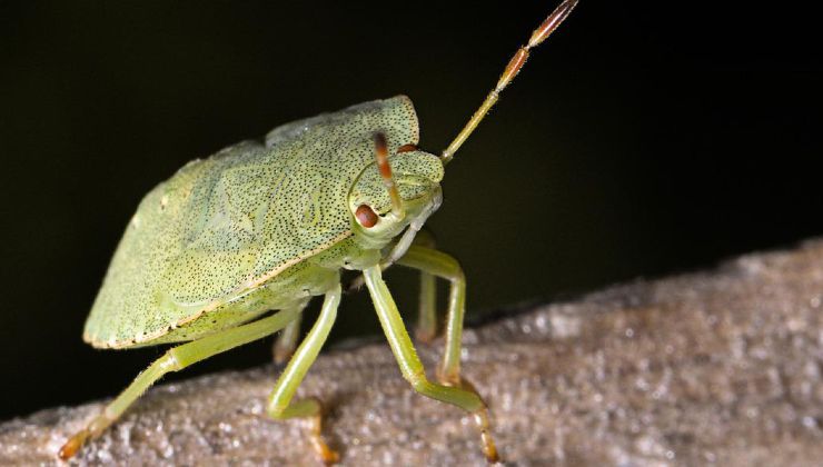 Cimici verdi mangiano la frutta