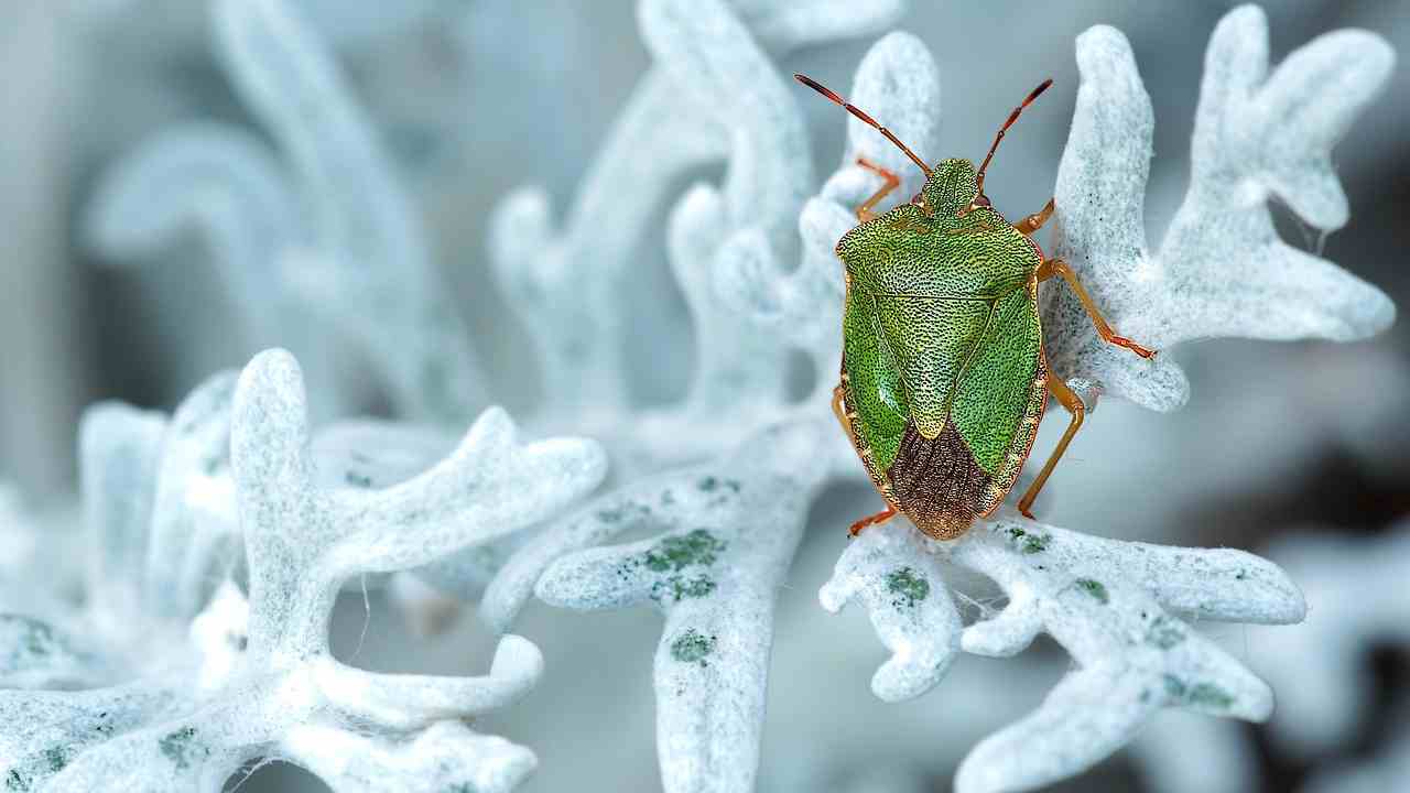 Cimici verdi sulle piante