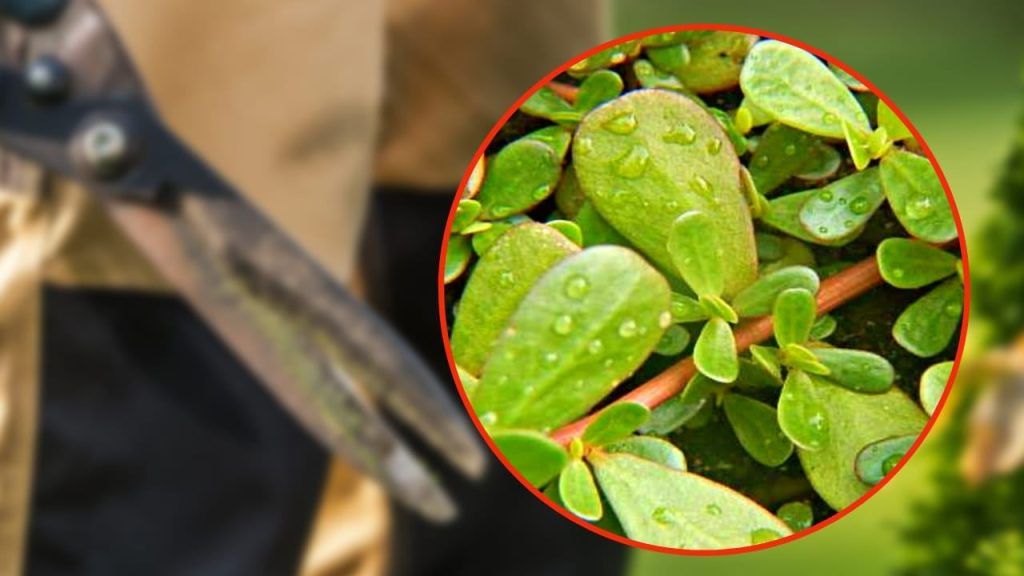 Erbacce, occhio a questa NON fare questo grave errore se la trovi