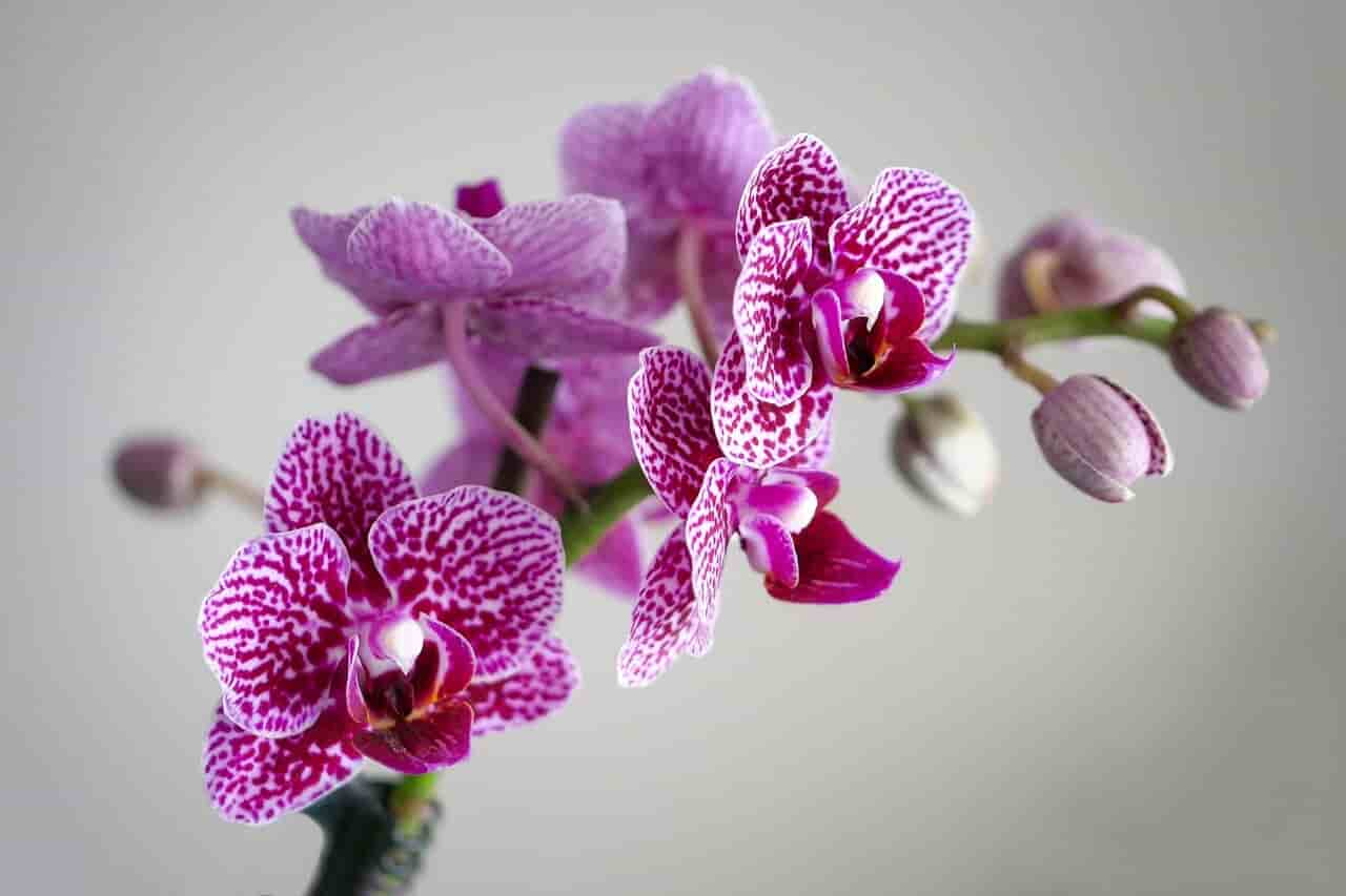 orquídea seca