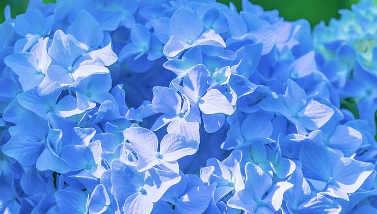 hortensia azul