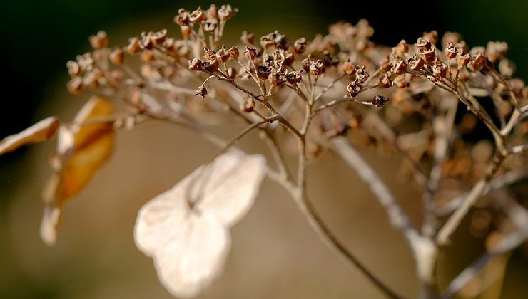 Hortensia marchita con hojas amarillas