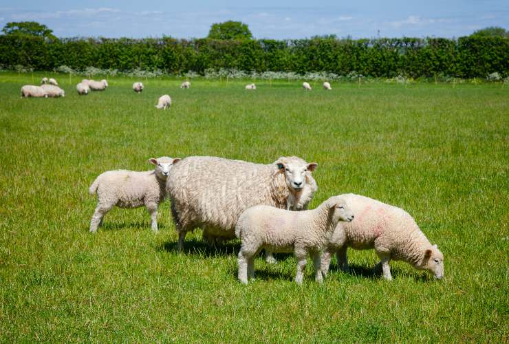pecore e agnellini al pascolo