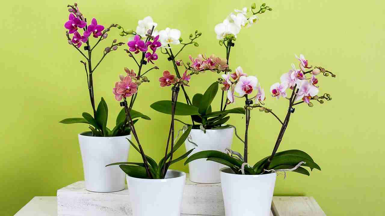 plantas de orquídeas