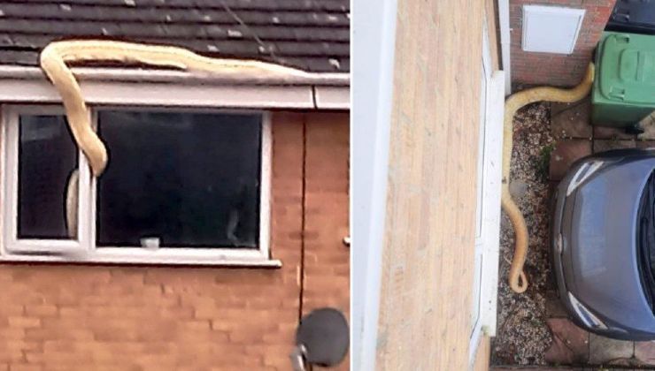 Pitone 5 metri in camera da letto