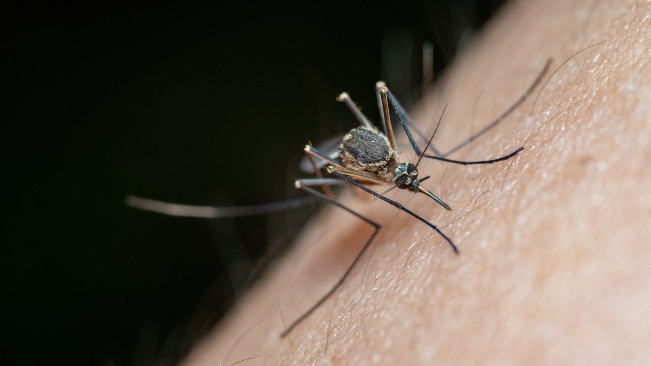 Puntura di una zanzara