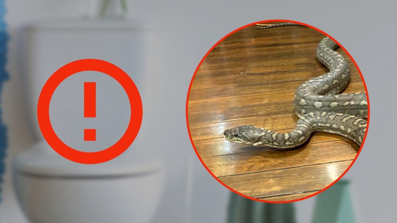 Serpenti In Casa Entrano Proprio Da Qui Non Affatto Come Credi 