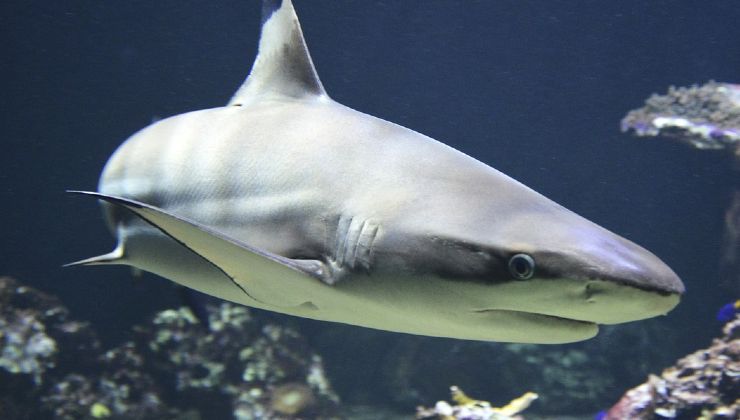 Squalo in via di estinzione 