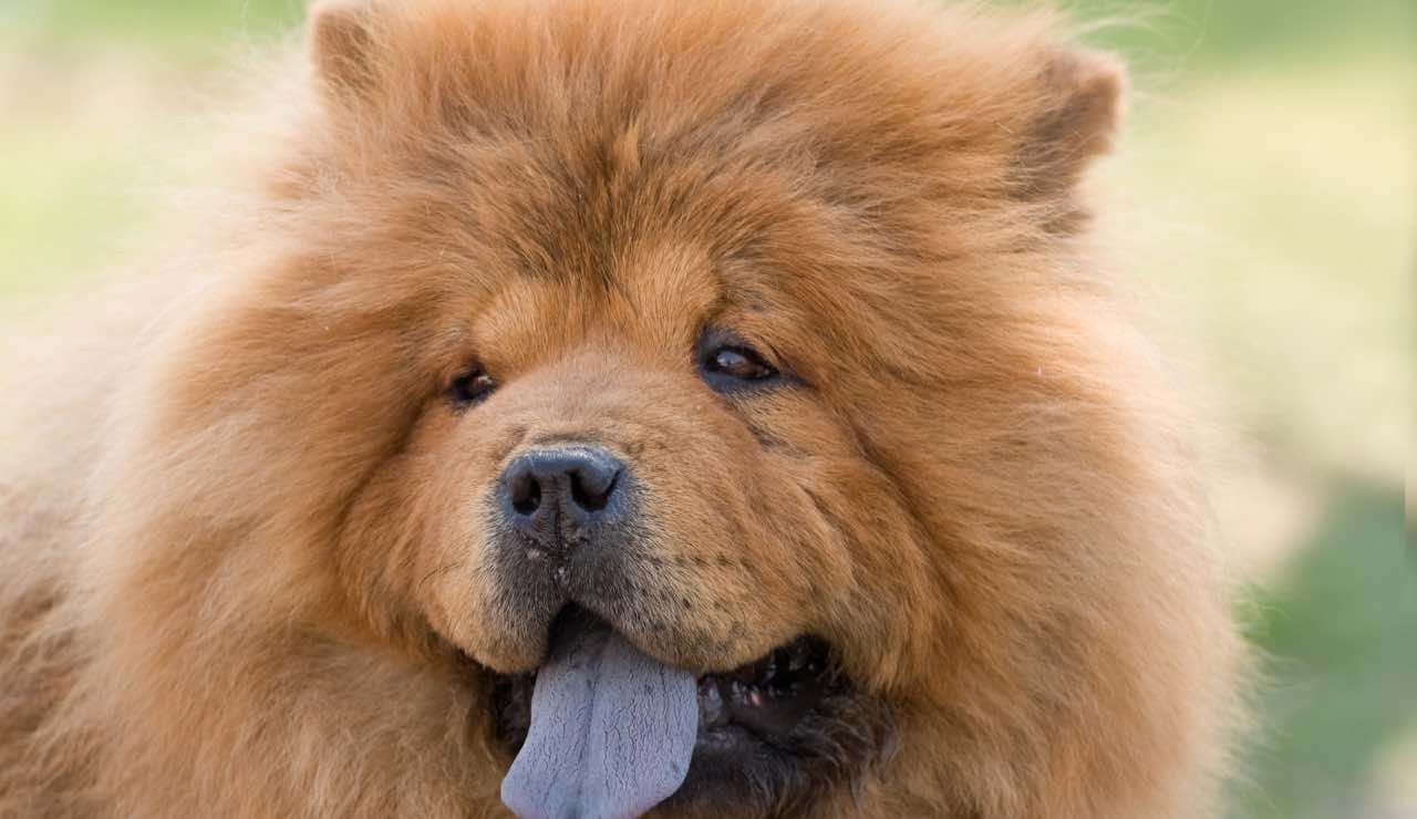 Chow chow