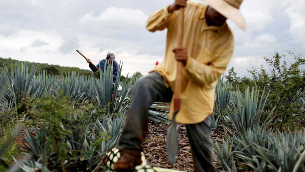 Due coltivatori di Agave