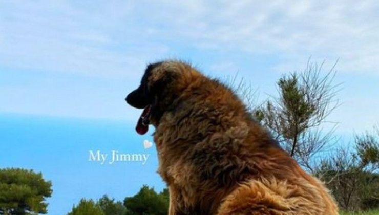 Foto di Jimmy, il cane perso da Camille