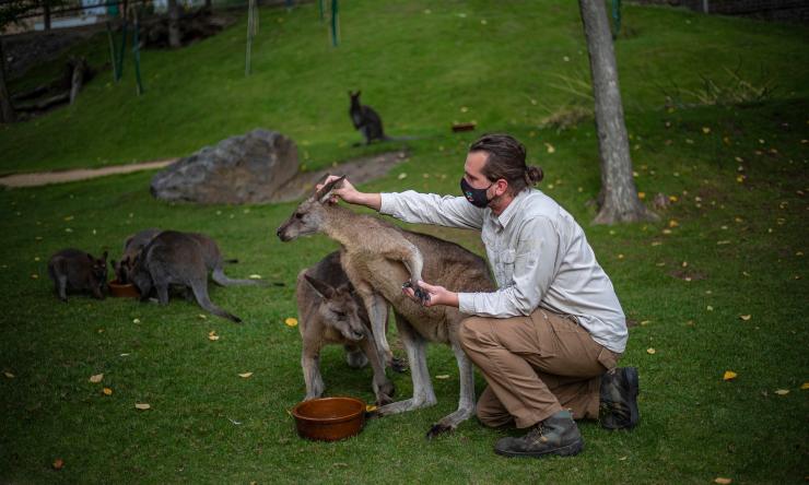 Uomo con canguro in Australia