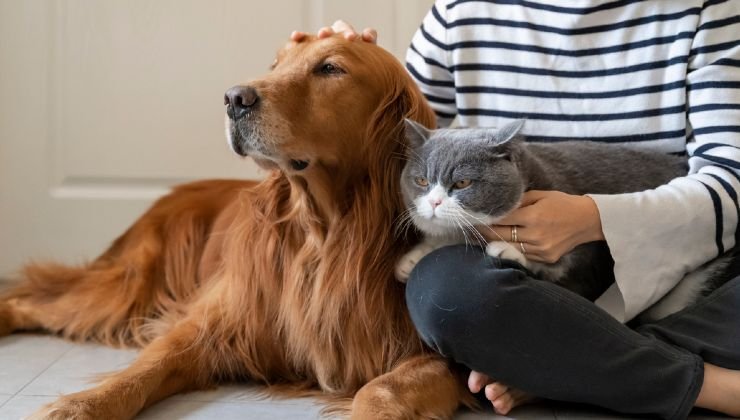 Cane e gatto in famiglia 