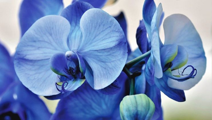Orchidea blu 