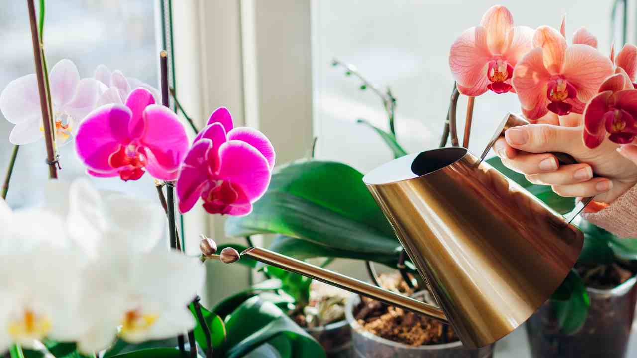 Orchidee sane e concimate