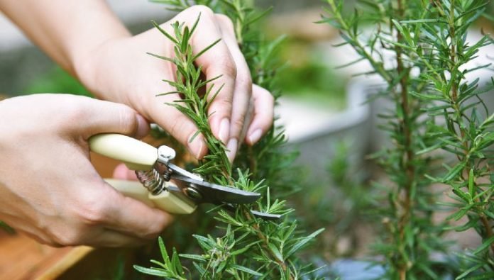 Rosmarino 1-2 Cm G. 500 - L'Aroma - Erbe E Spezie Per Usi I - Foto 2