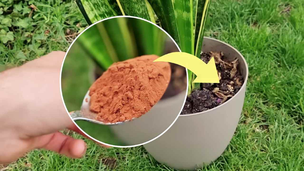 Cacao in polvere nelle piante