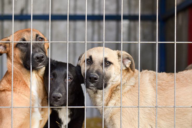 Cani in un rifugio dietro le sbarre