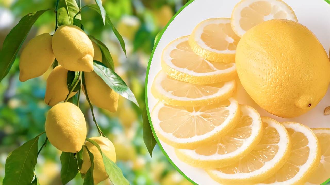 Citronová rostlina