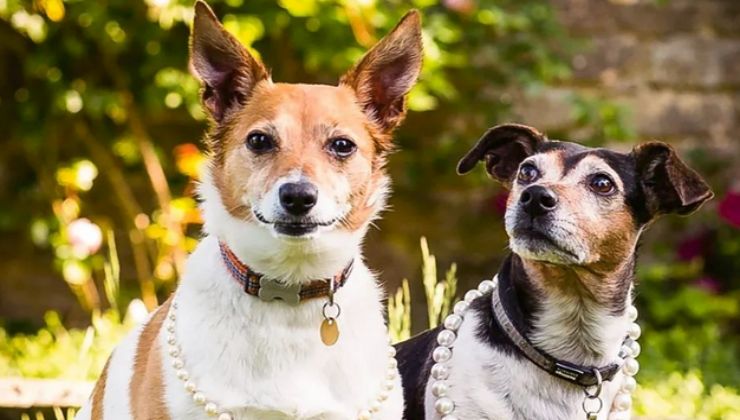 Re Carlo e Camilla: ecco i nuovi beniamini