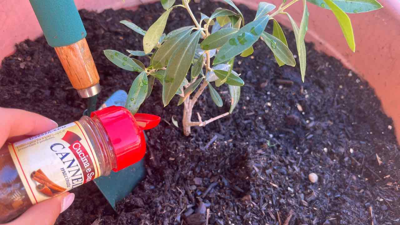 canela en las plantas