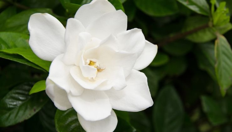 fiore della gardenia