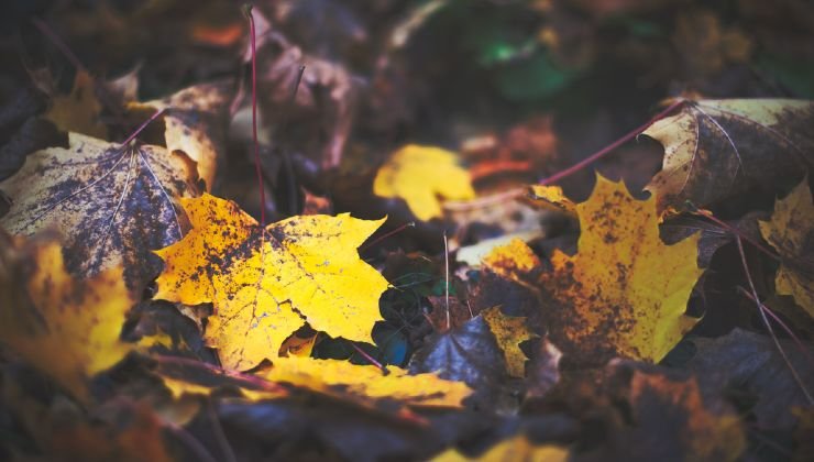 Foglie che cadono in autunno 
