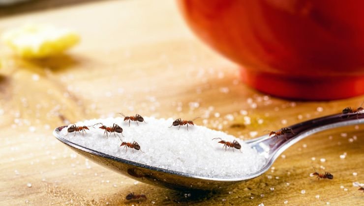 Formiche nello zucchero