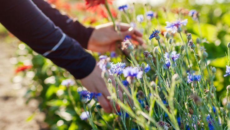 Giardino con fiori freschi 