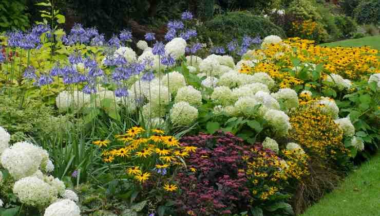 Giardino con piante nocive 