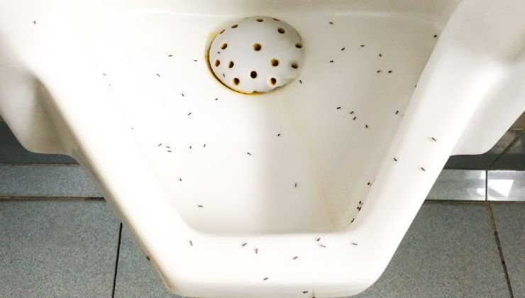 Invasione di formiche in bagno 