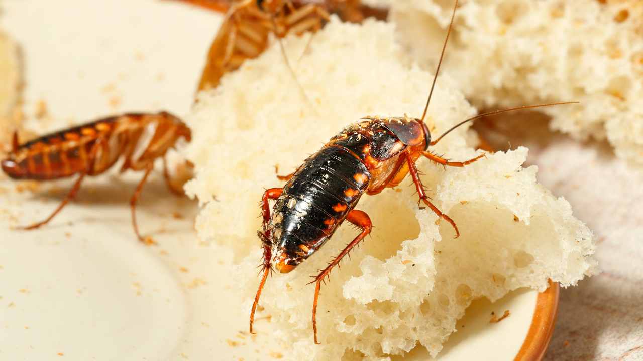 invasione di scarafaggi in casa