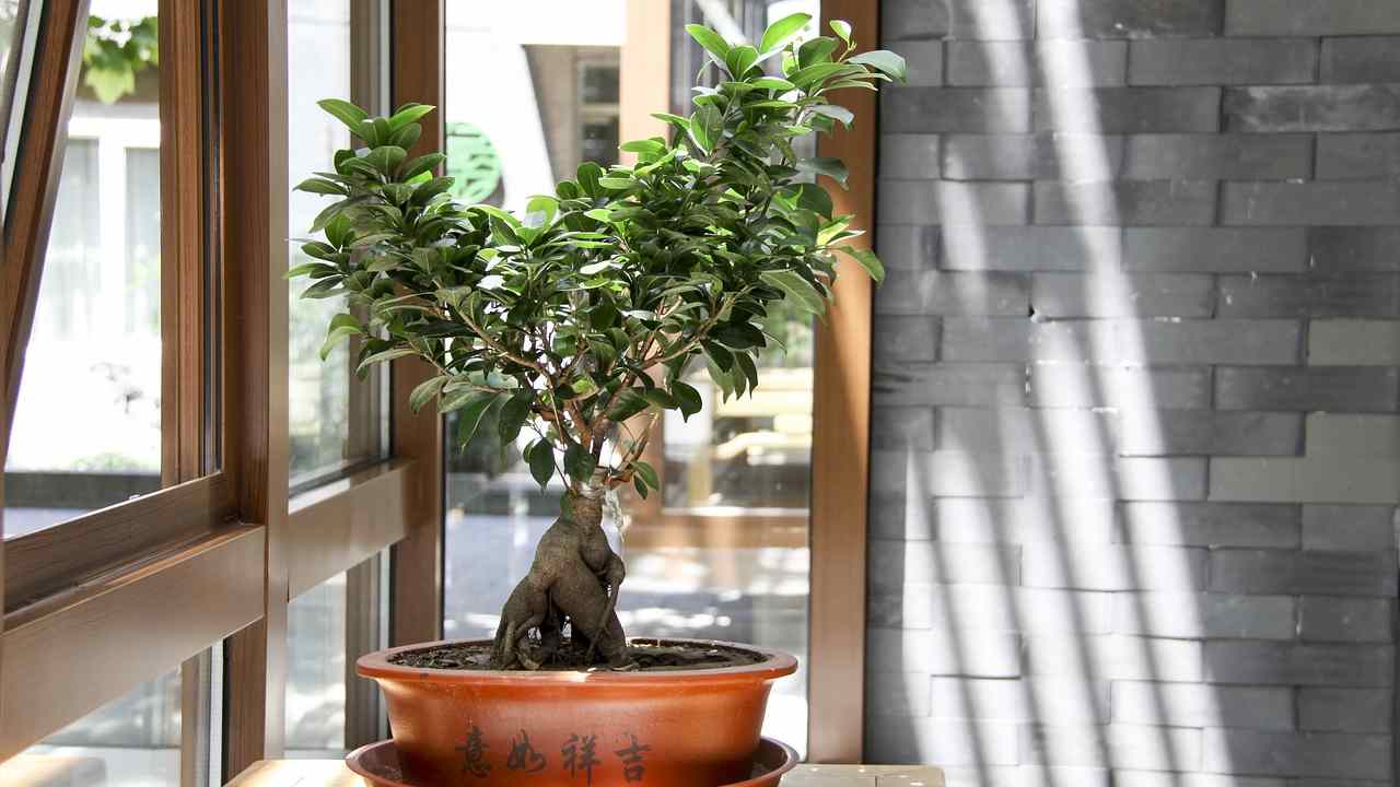 pianta bonsai