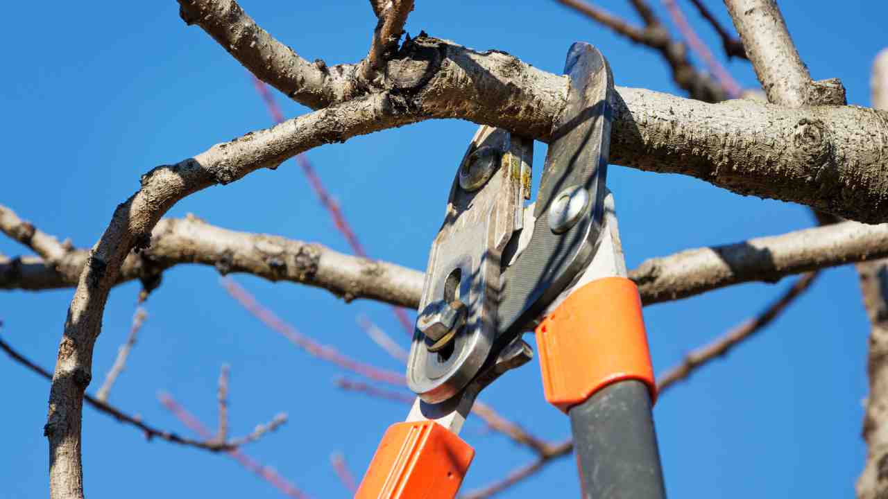 potatura rami secchi