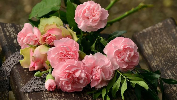 rose cuttings