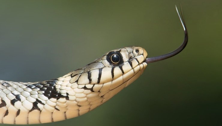 Lotta con serpente