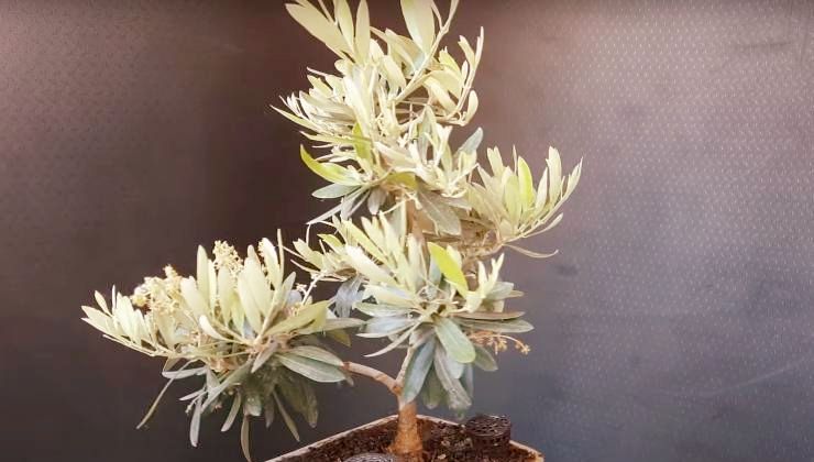 Ulivo bonsai piccolo in vaso
