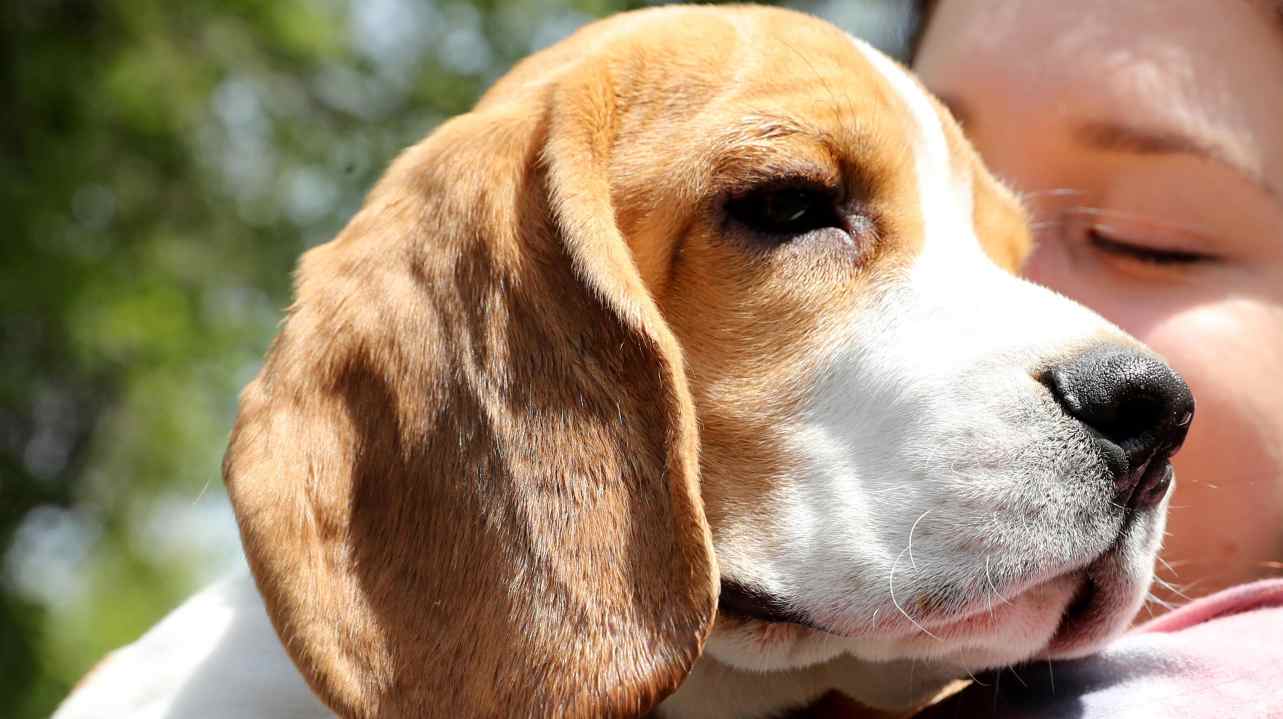 Cane beagle