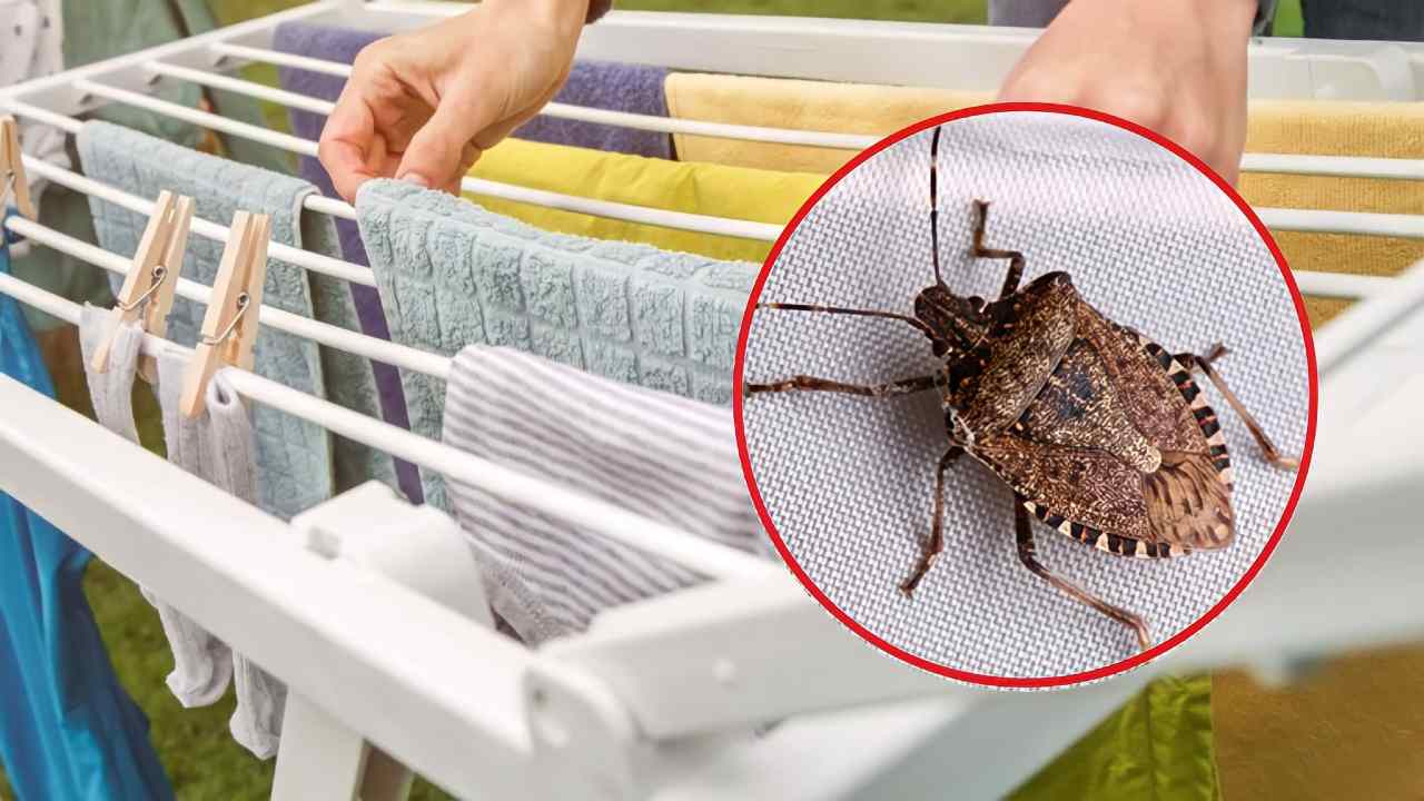 Cimici sul bucato