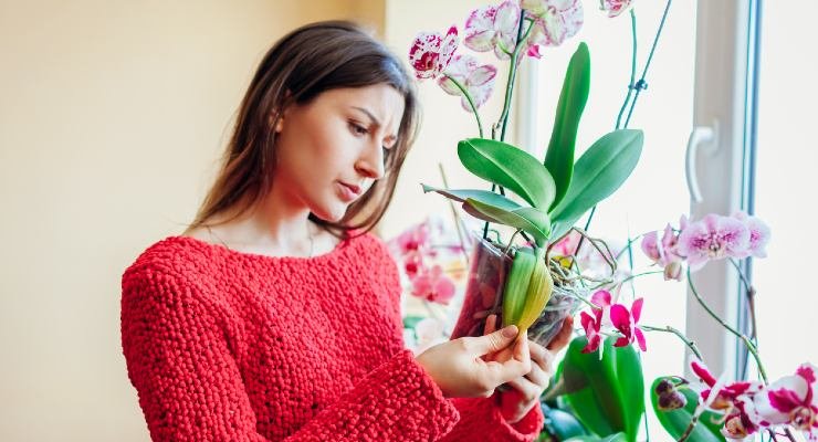 Jak přimět orchideje znovu rozkvést