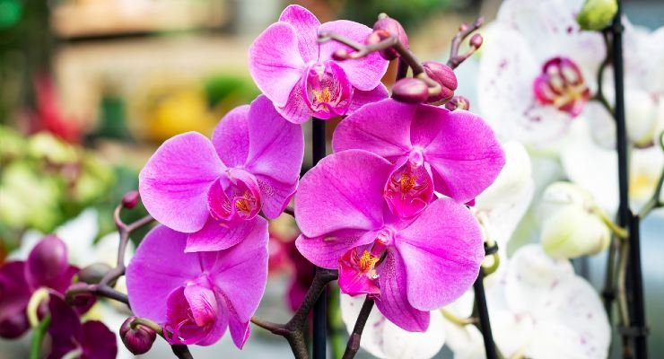 Přírodní hnojivo pro orchideje