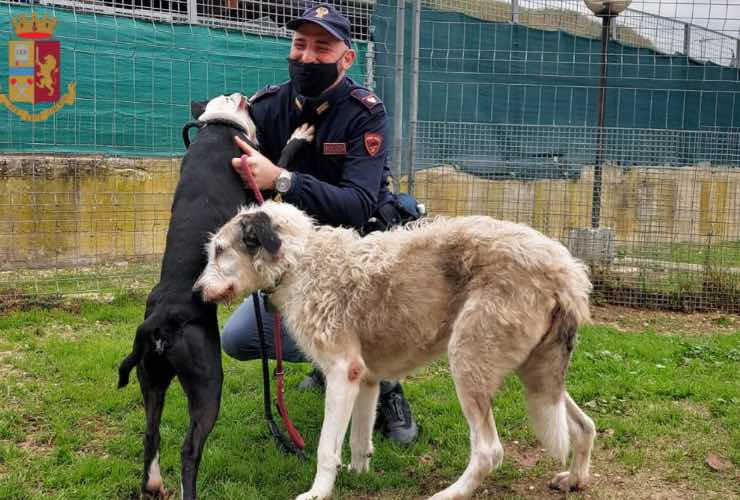 Poliziotto con cani salvati dalla strada