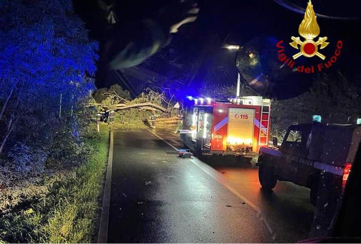 albero crolla sulla statale 131 in Sardegna