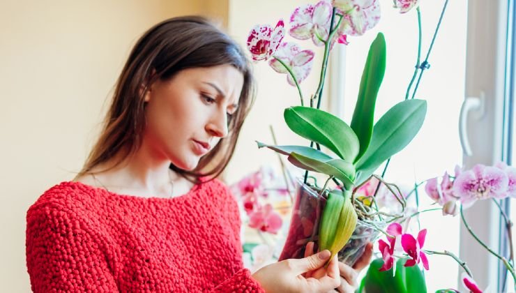 cultivar orquídeas
