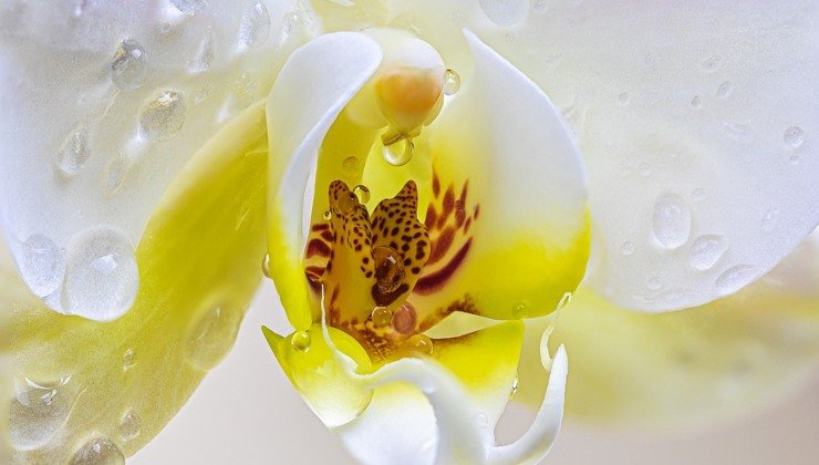 Orchidee: ecco come farle rifiorire con un solo ingrediente
